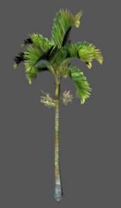 Palm Tree