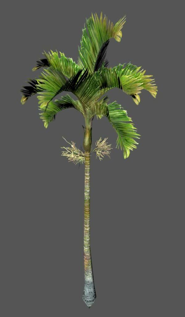 Areca_Palm_Tree