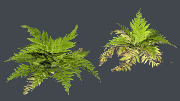 ForestFern