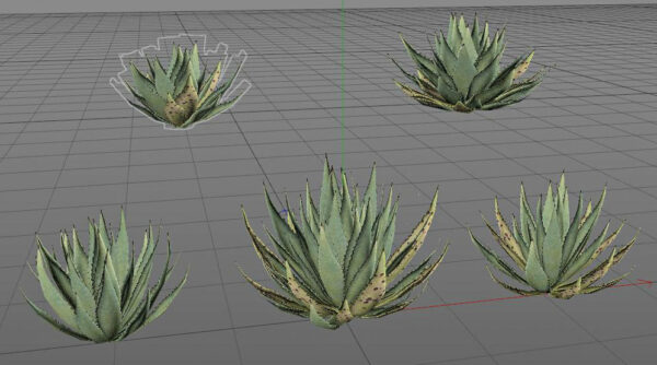 MurphysAgave