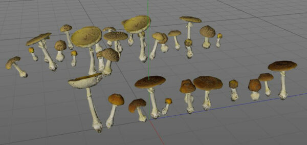 Mushrooms