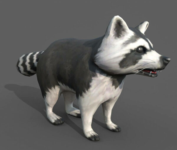 Raccoon