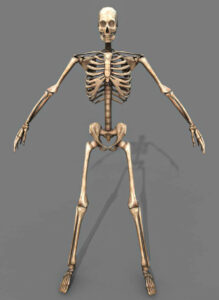 Skeleton